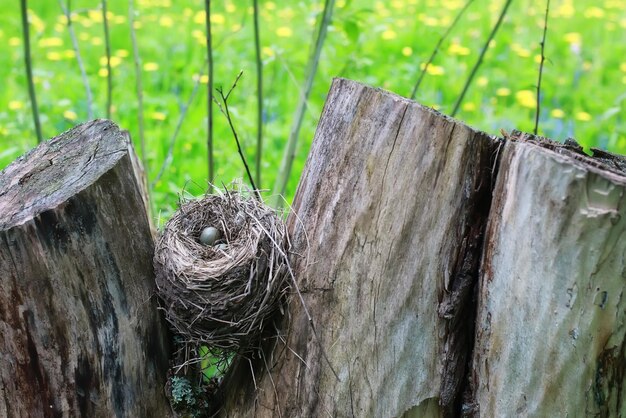 Bird nest in nature