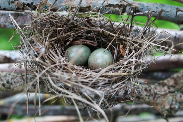 Bird nest in nature