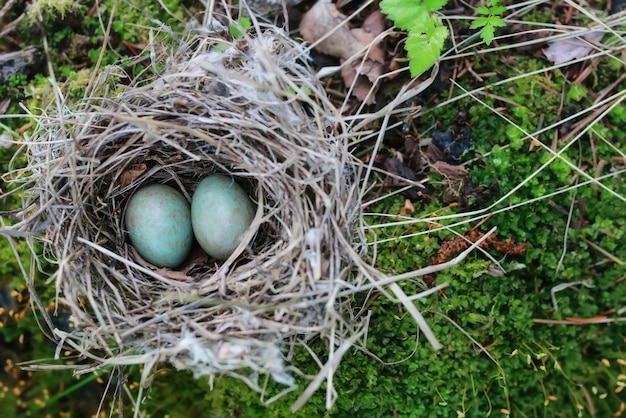 Bird nest in nature