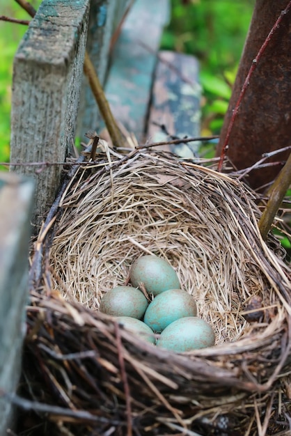 Bird nest in nature