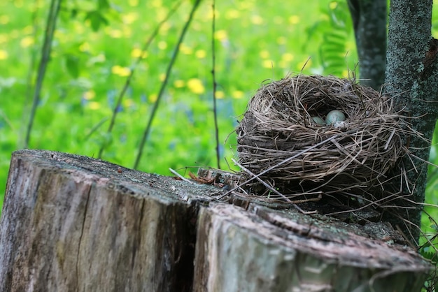 Bird nest in nature