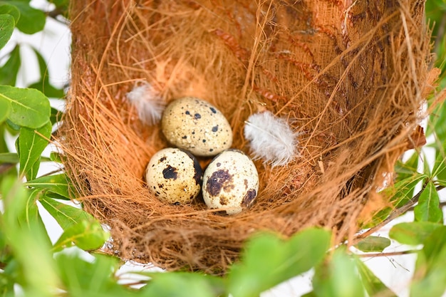 Bird nest on tree branch with three eggs inside bird eggs on birds nest and feather in summer forest eggs easter concept