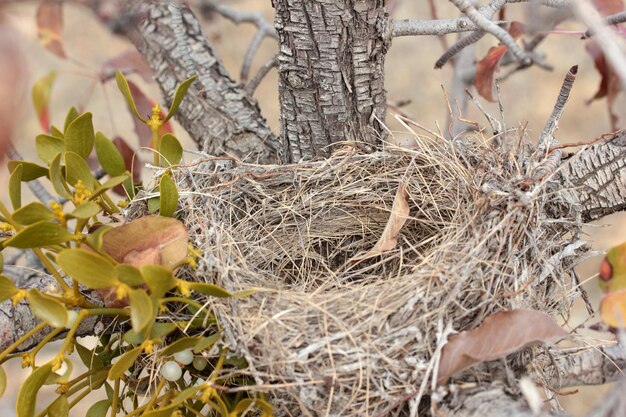 Bird nest on tree branch