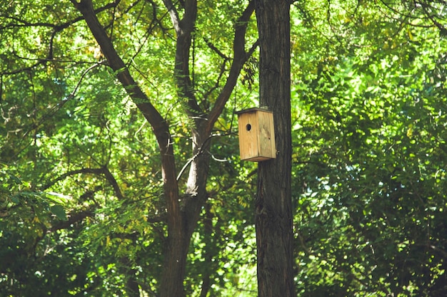 Bird nest on tree