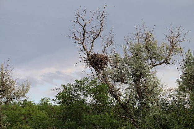 A bird nest on a tree