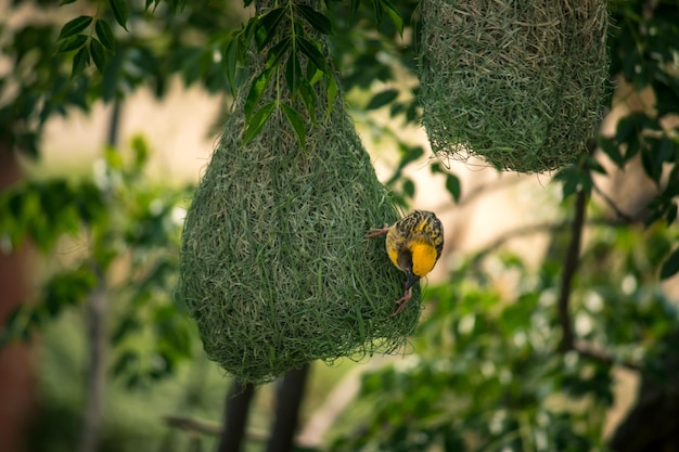 Photo a bird nest with a yellow and green head and a yellow head that says'nest'on it