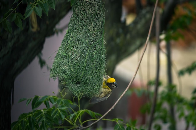 A bird nest with a yellow head and a yellow head.