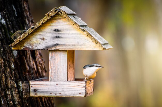 새 모이통의 새 nuthatch에는 씨앗이 공급됩니다.