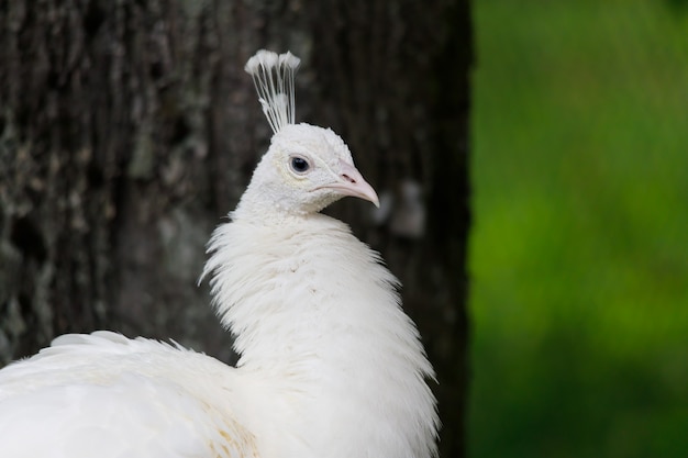 写真 品種の鳥の孔雀の白い色がクローズアップ。高品質の写真