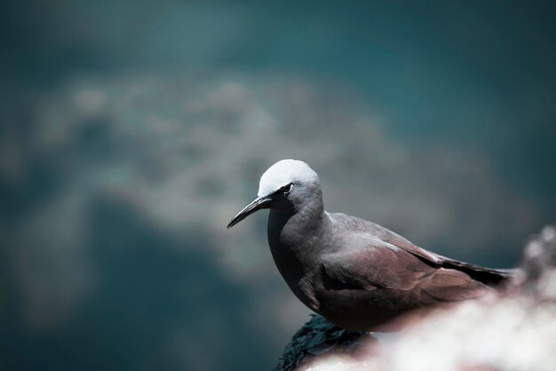 写真 ガラパゴスの鳥