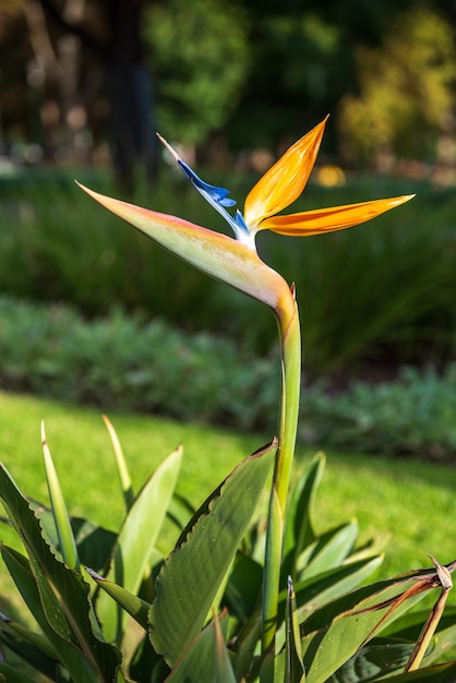 写真 公園の極楽鳥花