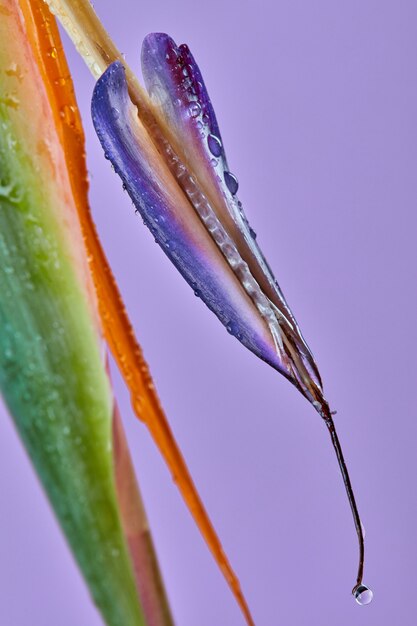 극락조 또는 Strelitzia 또는 크레인 꽃 가까이