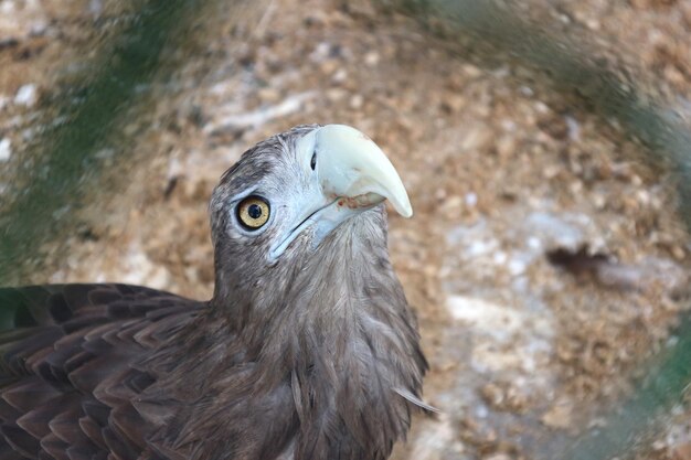 写真 捕食鳥や捕食鳥