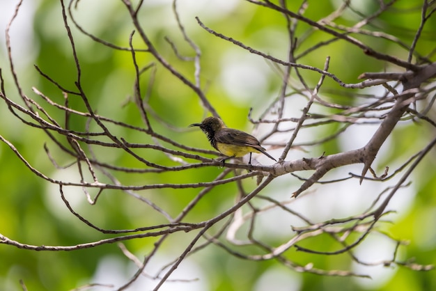 Bird (Olive-backed sunbird, Yellow-bellied sunbird) mannelijke gele kleur