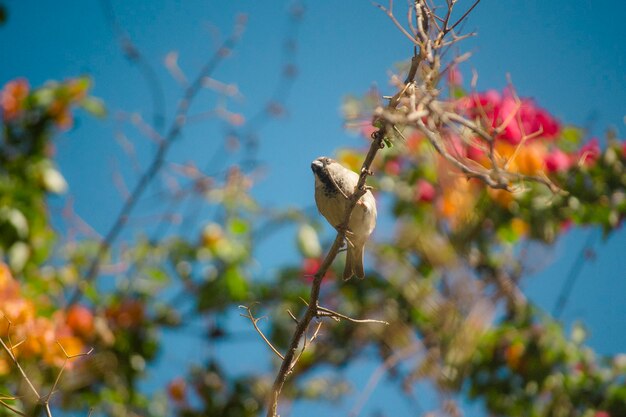 写真 枝の上の鳥