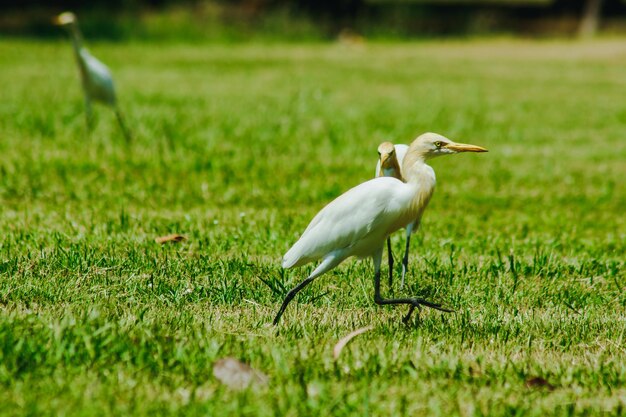 写真 畑の鳥