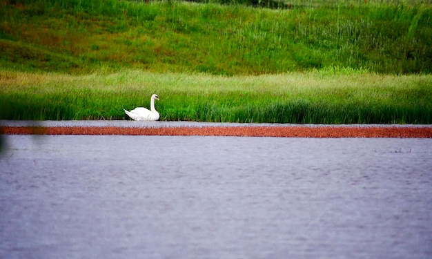 写真 畑の鳥