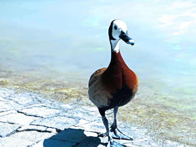 写真 湖の上の鳥