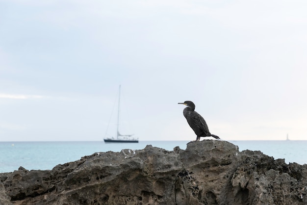 Фото Птица на камне с морем и парусником