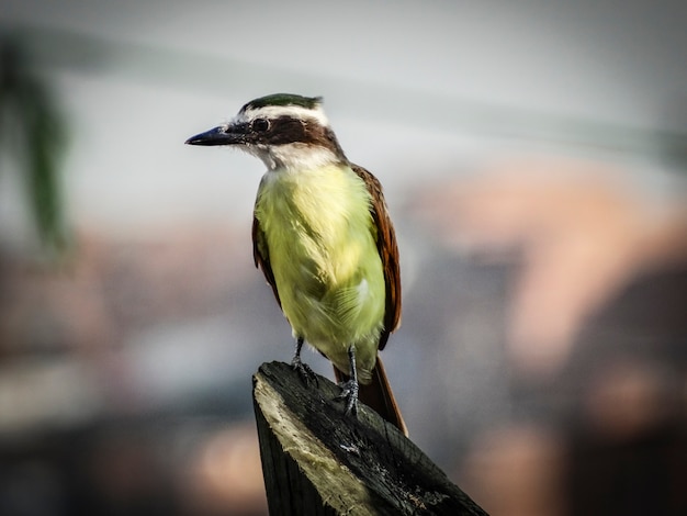 写真 トランクの鳥