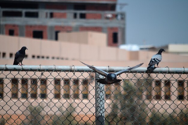 写真 空に向かってチェーンリンクのフェンスに乗った鳥