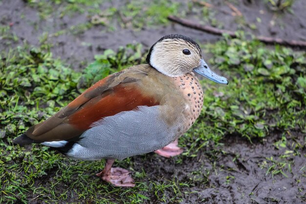 写真 フィールドの鳥