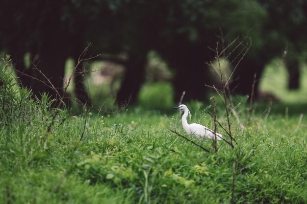 写真 フィールドの鳥