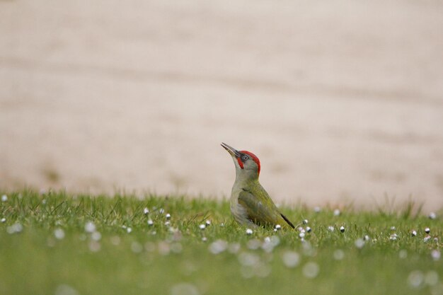 写真 フィールドの鳥