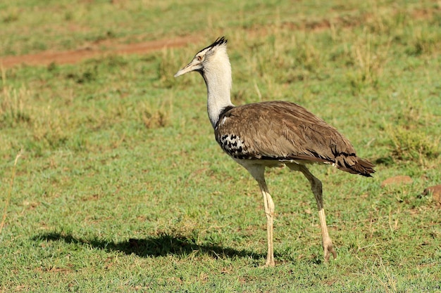 写真 野原の鳥