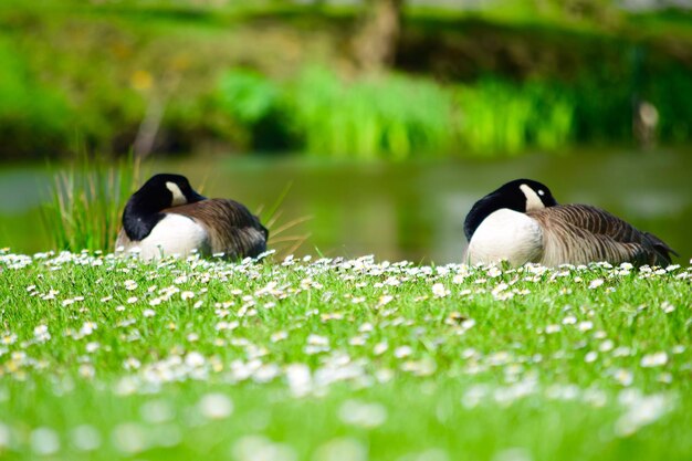 写真 草の田んぼの鳥