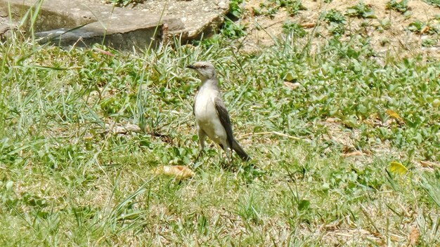 写真 草原の鳥