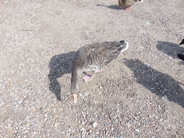 写真 地上の鳥