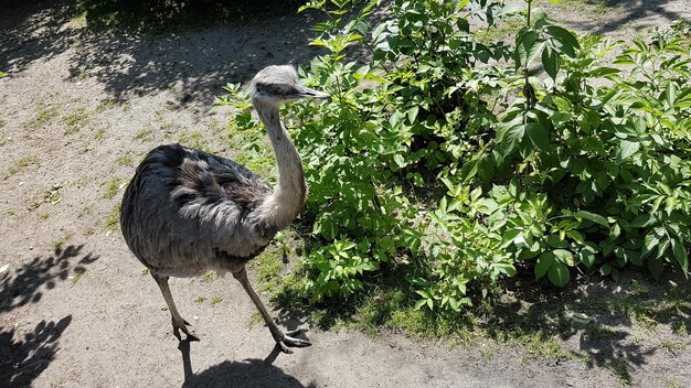 写真 石の壁の近くにある植物の鳥