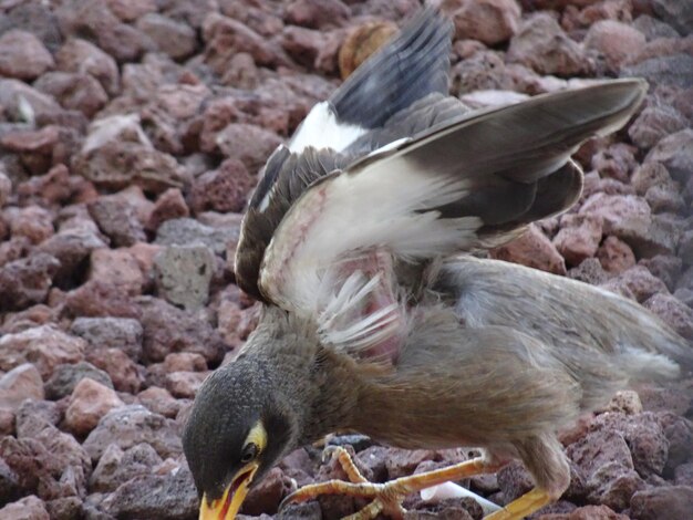 写真 岩の上の鳥