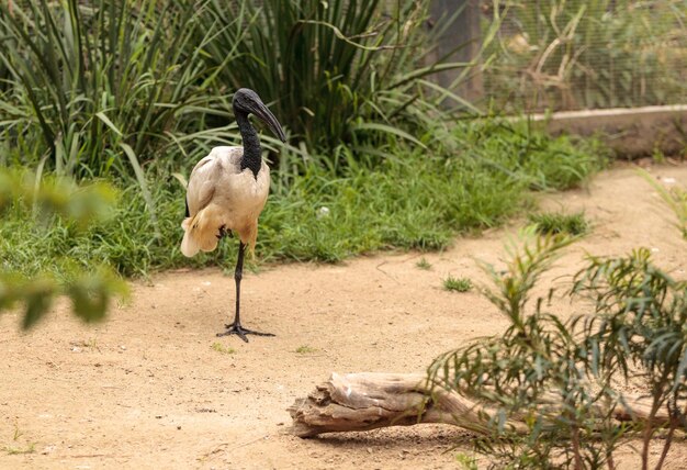 写真 砂上の鳥