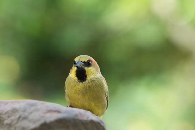 Bird on the Rock