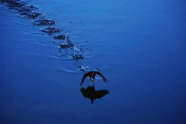 写真 水上の鳥