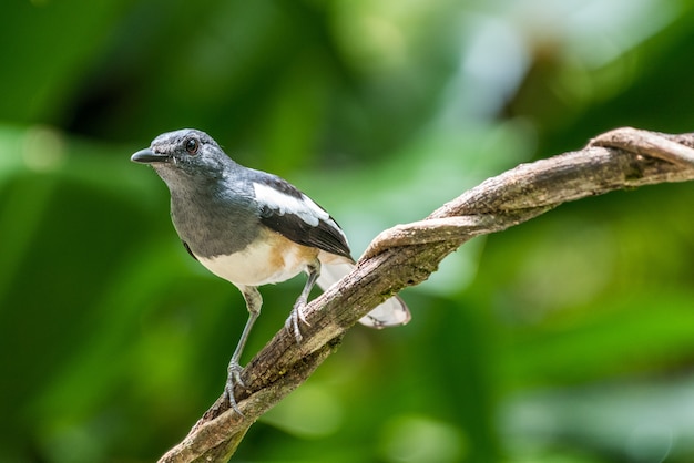 Bird Oriental magpie robin on a branch