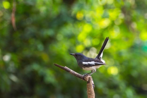 Bird (Oriental magpie-robin or Copsychus saularis) female black and white color