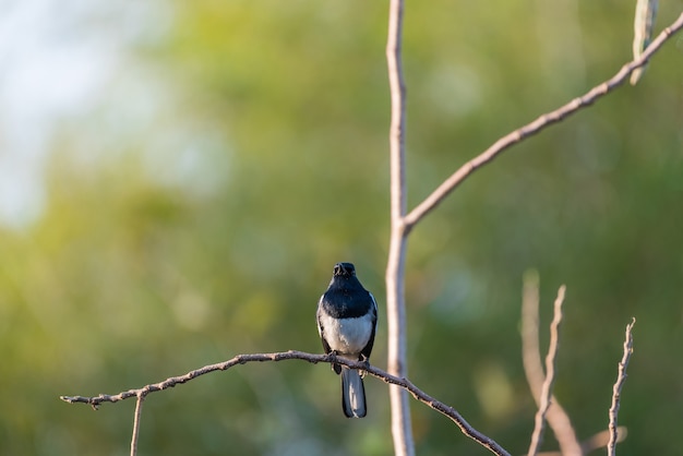 조류 (동양 까치 로빈 또는 Copsychus saularis) 남성 흑백