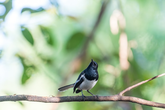 Bird (Oriental magpie-robin) in a nature wild