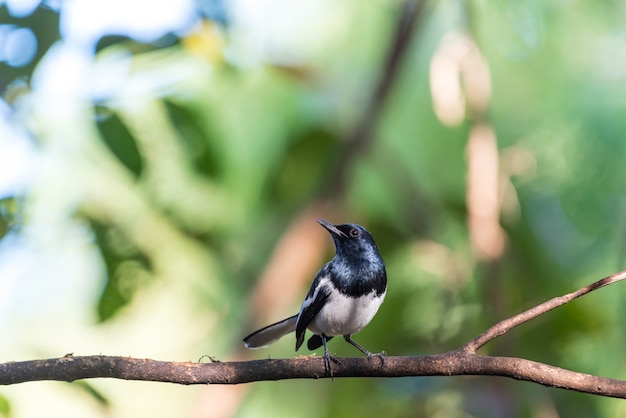 Bird (Oriental magpie-robin) in a nature wild