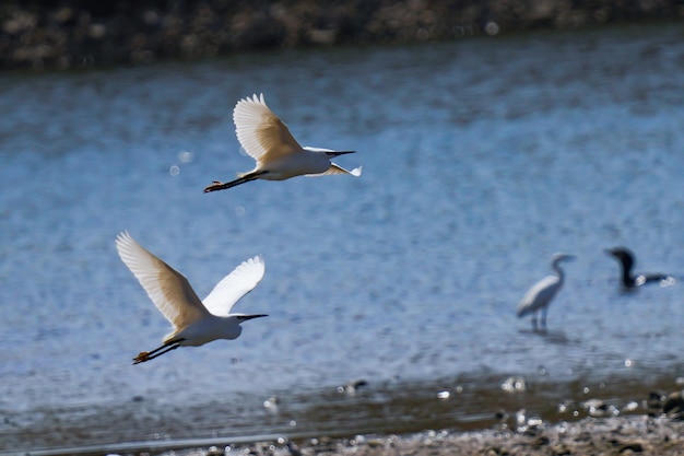 Photo bird ornithology