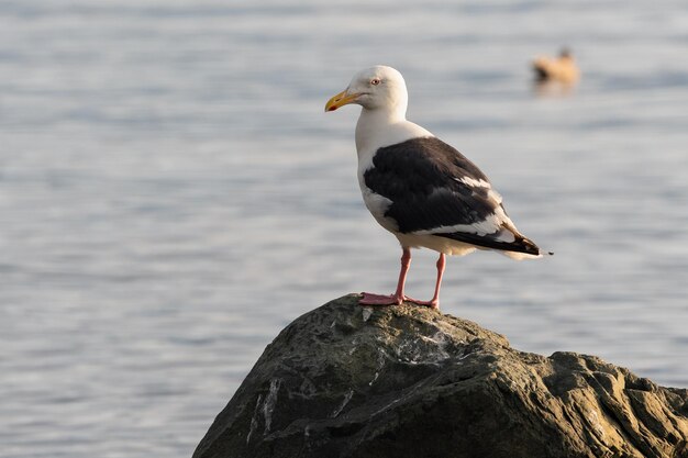 Bird of pacific gull standing on rocky shore of pacific ocean and looking around