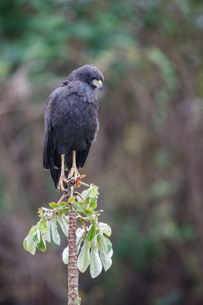 птица пантанала в естественной среде обитания