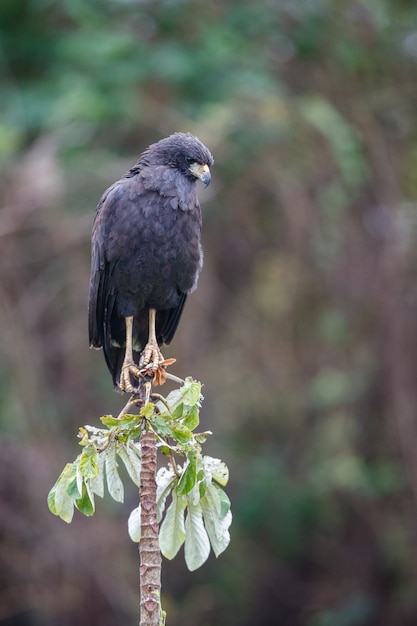 bird of pantanal in the nature habitat