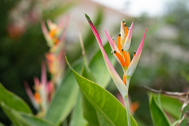 Bird of paradise flower blossom in botanic garden with green leaves background