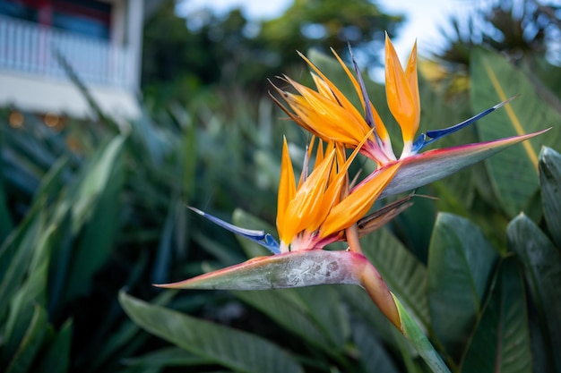 A bird of paradise flower is in front of a house.