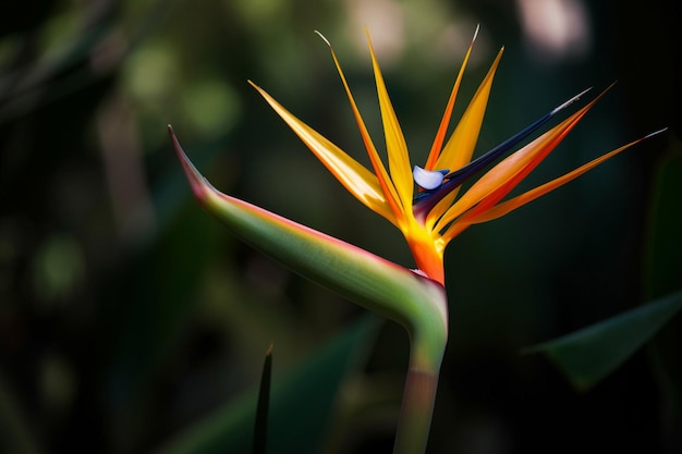 A bird of paradise flower is seen in this image.