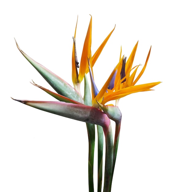 Bird of paradise flower isolated on white background